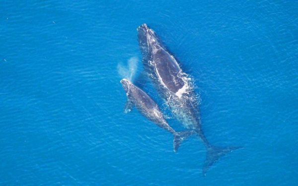 North Atlantic right whales help our climate and make our ocean more resilient. We must push for better protections to protect our valuable partners in this fight. Photo: NOAA