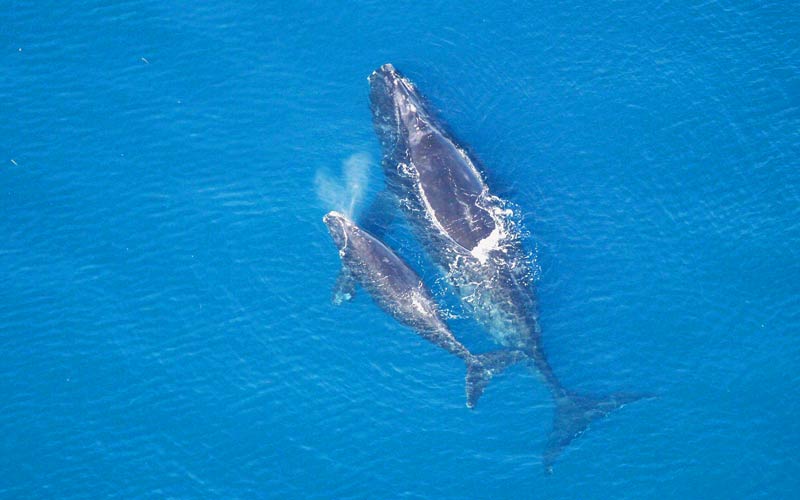 3 Ways Right Whales Help Our Climate - Conservation Law Foundation