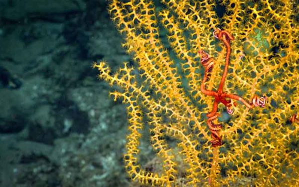 Biden's goal to restore protections for areas like the Northeast Canyons and Seamounts monument and set aside 30% of the ocean could help us create a healthy ocean. Photo: NOAA