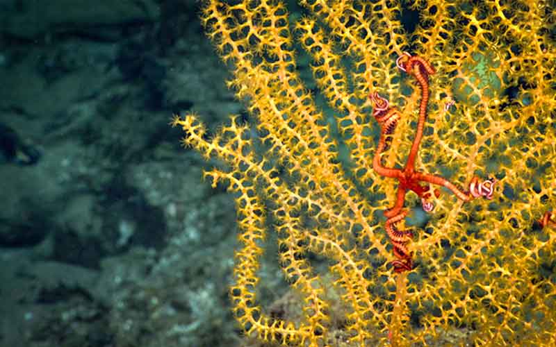 Biden's goal to restore protections for areas like the Northeast Canyons and Seamounts monument and set aside 30% of the ocean could help us create a healthy ocean. Photo: NOAA