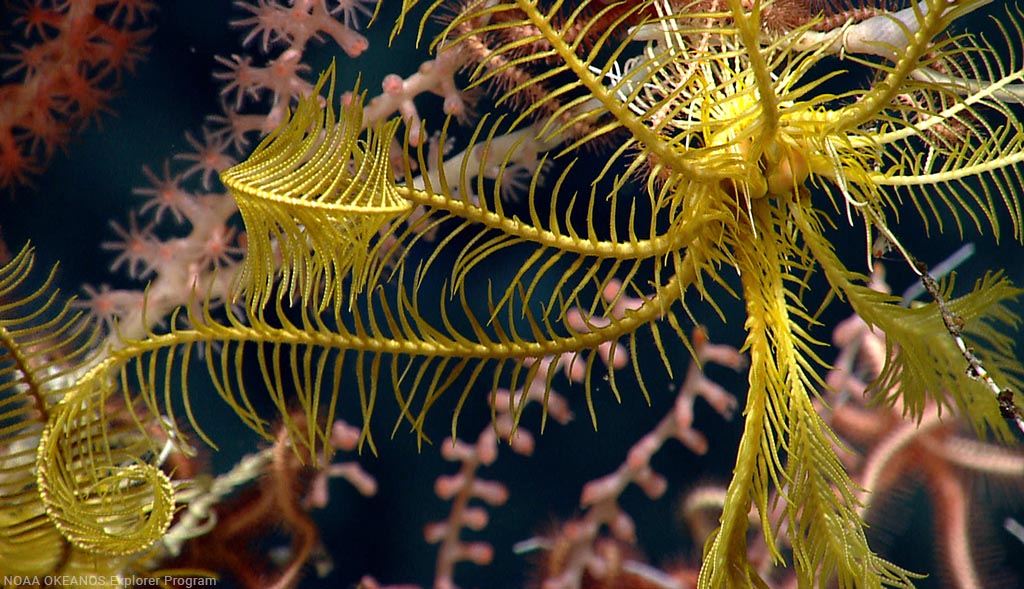 Photo of underwater corals