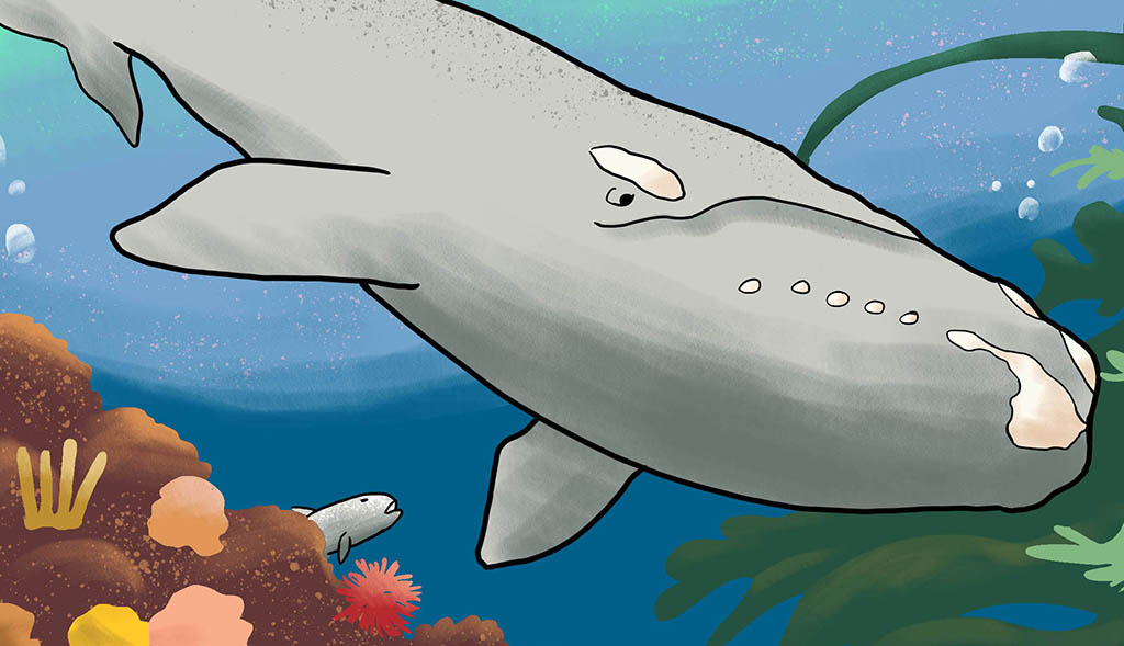 Illustration of right whale swimming