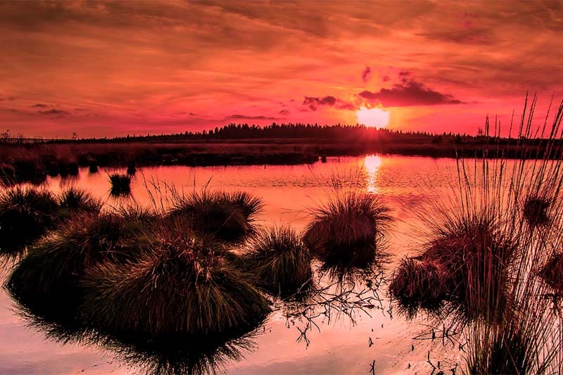 Photo of wetlands