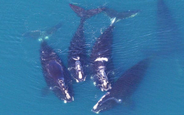 Right whale names - a north atlantic right whale sag with four whales interacting