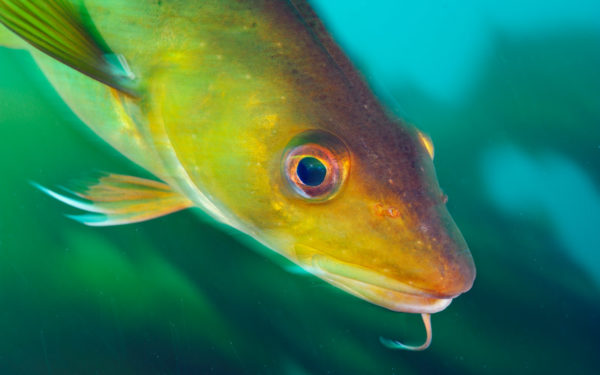 To save Atlantic cod, CLF petitioned the federal government to take five conservation and management measures. Photo: Brian Skerry