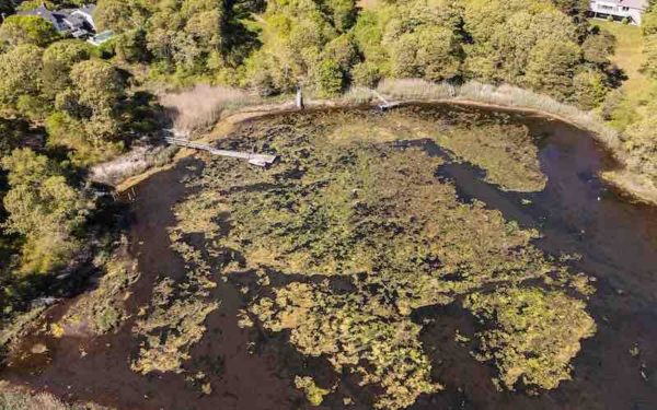 Aerial view of algae mats in Prince Cove (north of North Bay) in Marston Mills, Massachusetts.