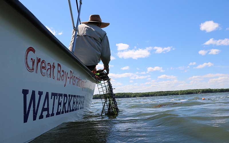 Eelgrass restoration on the Great Bay-Piscataqua Estuary