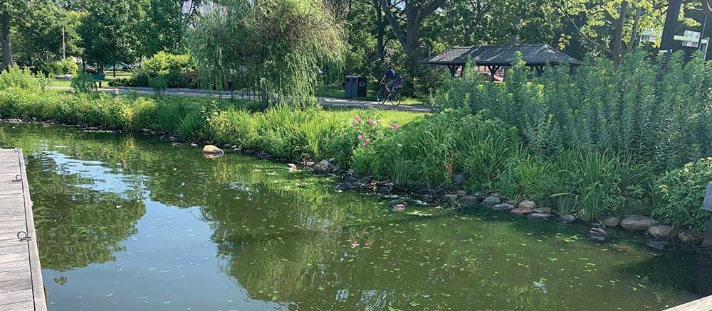 Algae outbreak along the Charles River