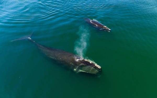 A right whale adult and calf near the water's surface