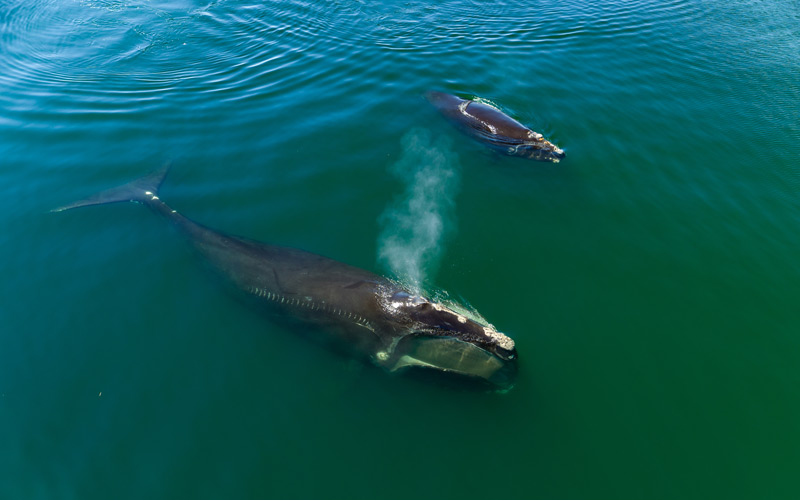 A right whale adult and calf near the water's surface