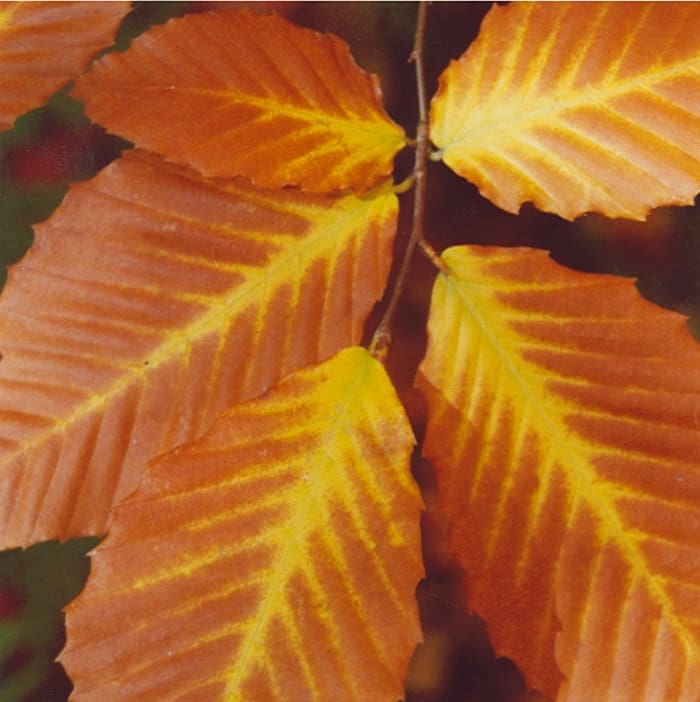 Autumn leaves in Vermont