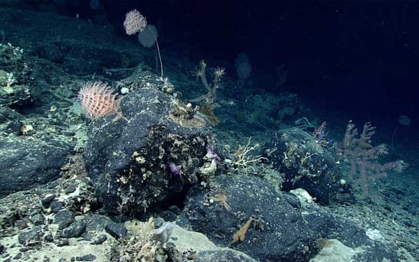 Coral in the Northeast Canyons and Seamounts