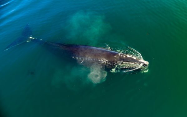 A right whale swimming off the coast of New England