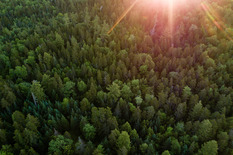 Forests, like this one in Jackson, New Hampshire, can act as natural climate solutions by soaking up polluting emissions like a sponge.