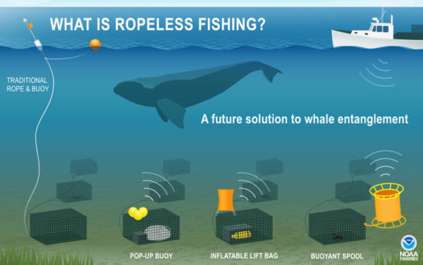 Ropeless fishing right whale NOAA