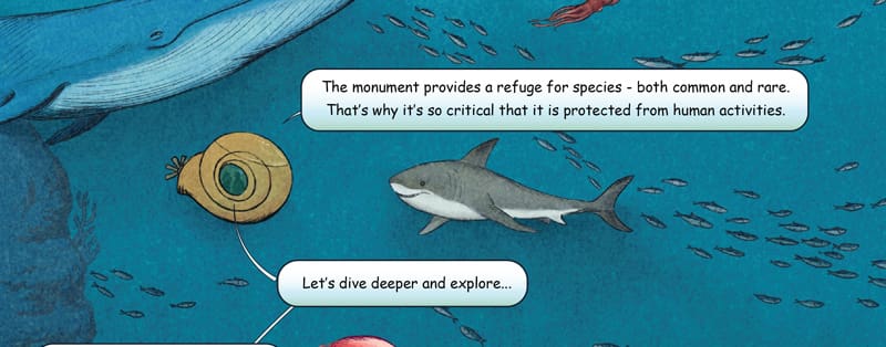 The monument provides a refuge for species - both common and rare. That‛s why it‛s so critical that it is protected from human activities. Northeast Canyons and Seamounts Marine National Monument