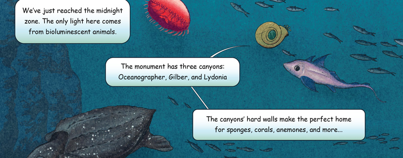 The monument has three canyons: Oceanographer, Gilber, and Lydonia. The canyons‛ hard walls make the perfect home for sponges, corals, anemones, and more... Northeast Canyons and Seamounts Marine National Monument