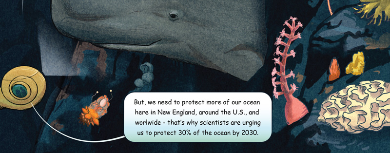 But, we need to protect more of our ocean  here in New England, around the U.S., and   worlwide - that‛s why scientists are urging  us to protect 30% of the ocean by 2030.