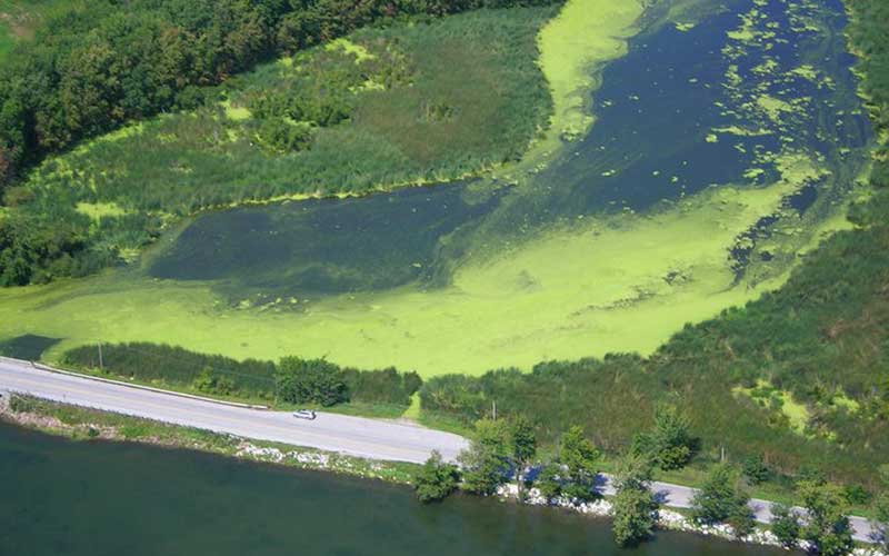 Lake Champlain Vermont algae outbreak
