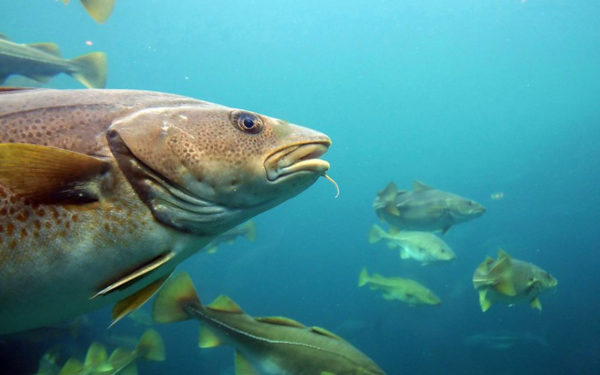 Atlantic Cod fish