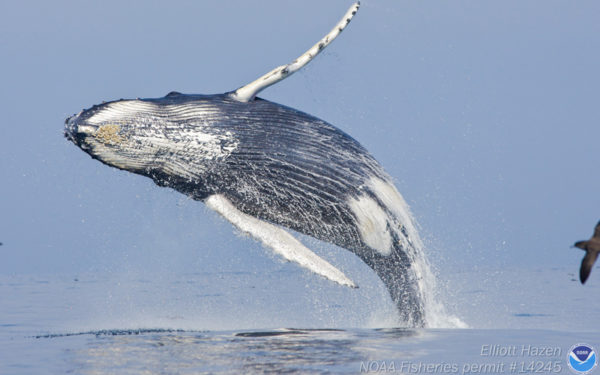 Humpback whale jumping out of the water in Stellwagen Bank