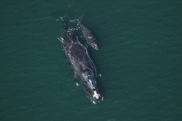 Right whale trailing fishing gear