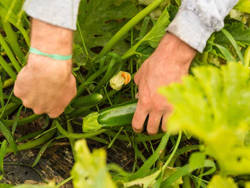 Farmer harvesting zucchini