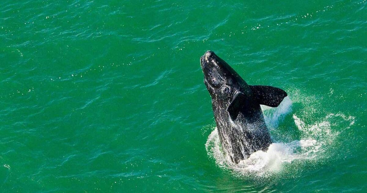 A dark gray North Atlantic right whales emerges out of green ocean water