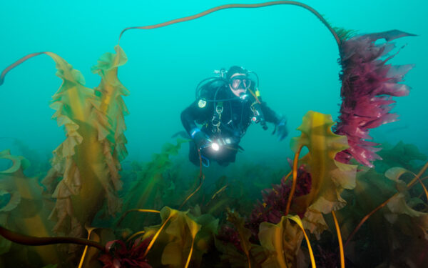 Diver exploring kelp forest in the depths of Cashes Ledge in the Gulf of Maine.