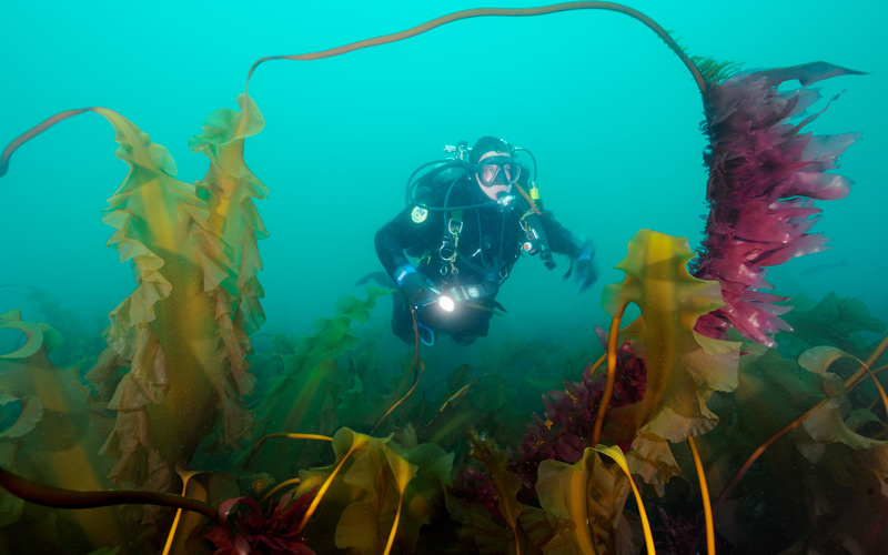 Diver exploring kelp forest in the depths of Cashes Ledge in the Gulf of Maine.