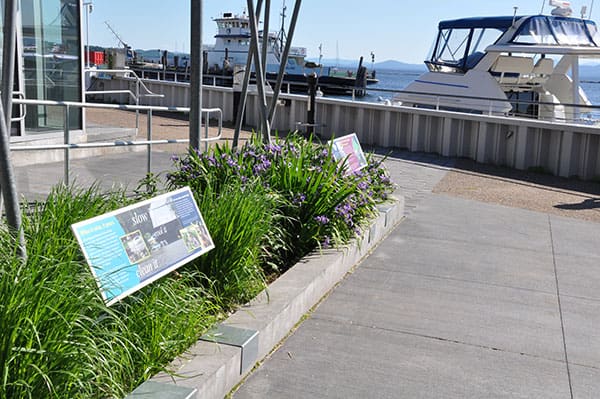 Rain garden