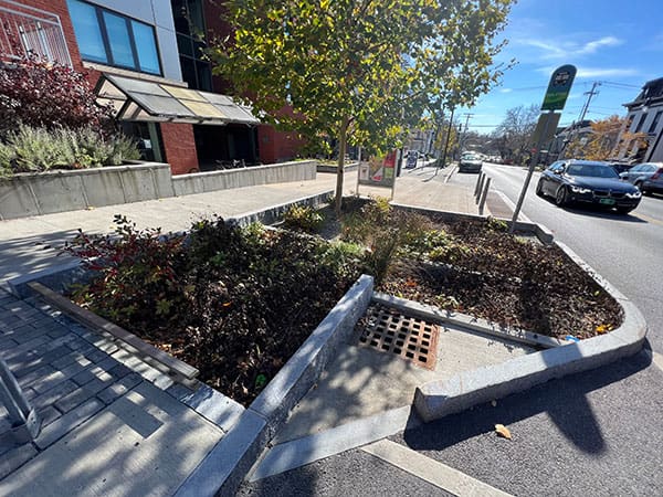 A rain garden