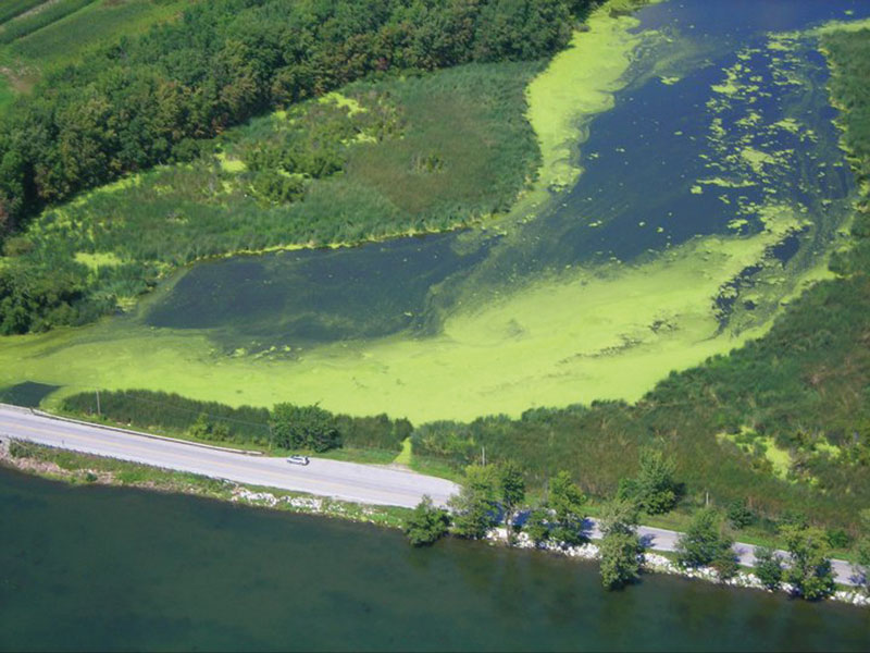 A blue-green algae outbreak on Lake Champlain
