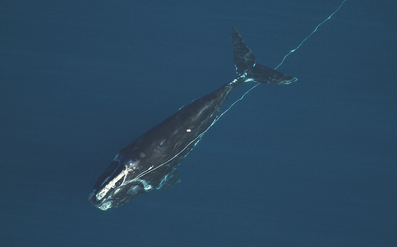 Entangled North Atlantic right whale