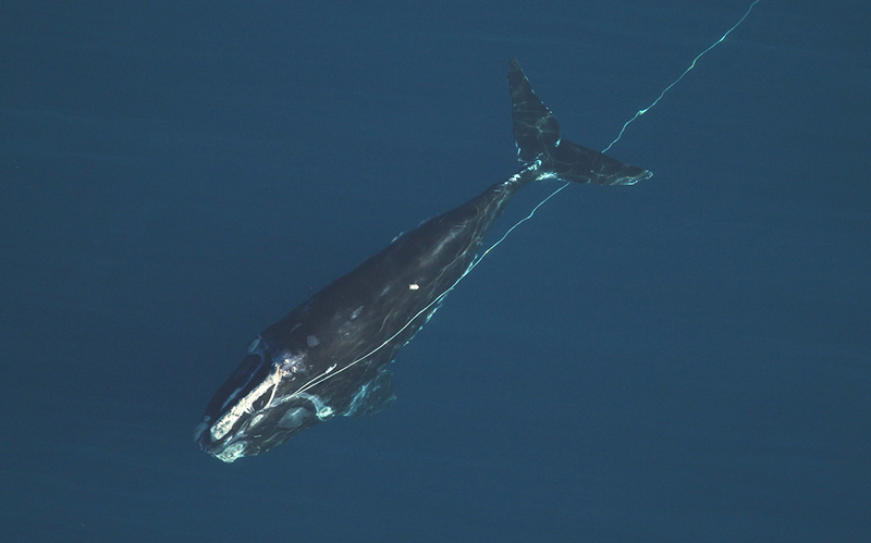 Ropeless Fishing Gear Offers Hope for Fishermen and Whales