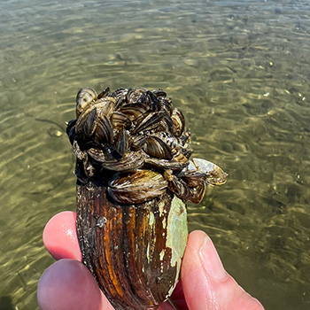 Zebra mussels are an invasive species
