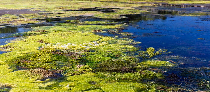 Algae outbreak in Prince Cove, Marston Mills, Massachusetts