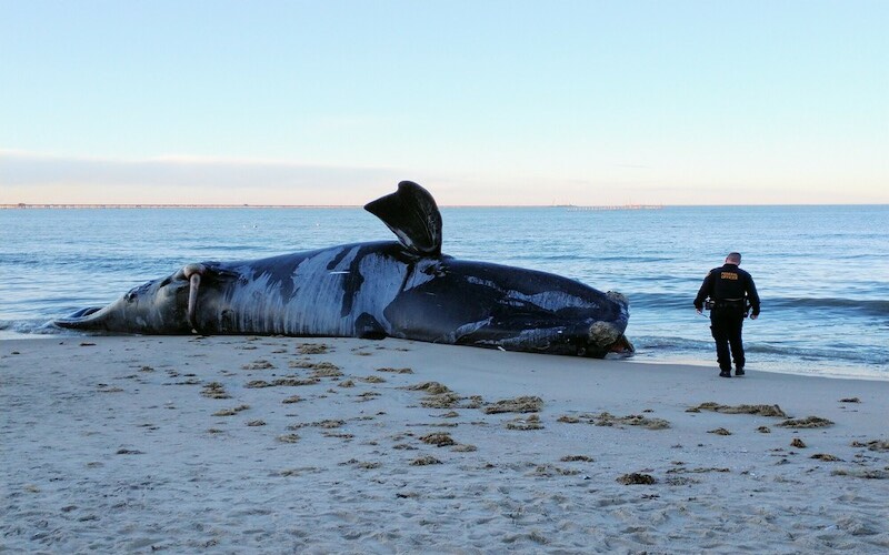 A dead right whale washed up on a Virginia beach.