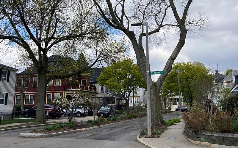 Unhealthy tree along a gas main