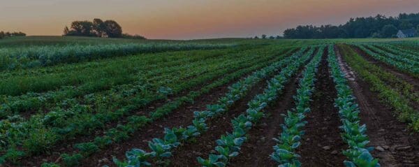 Farm field