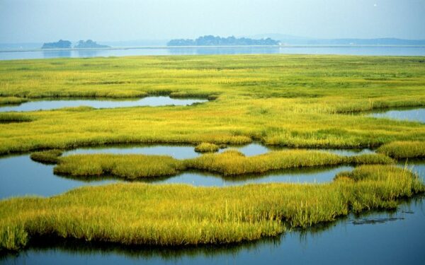 Wetlands in Newburyport, Massachusetts