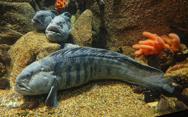 Atlantic Wolffish