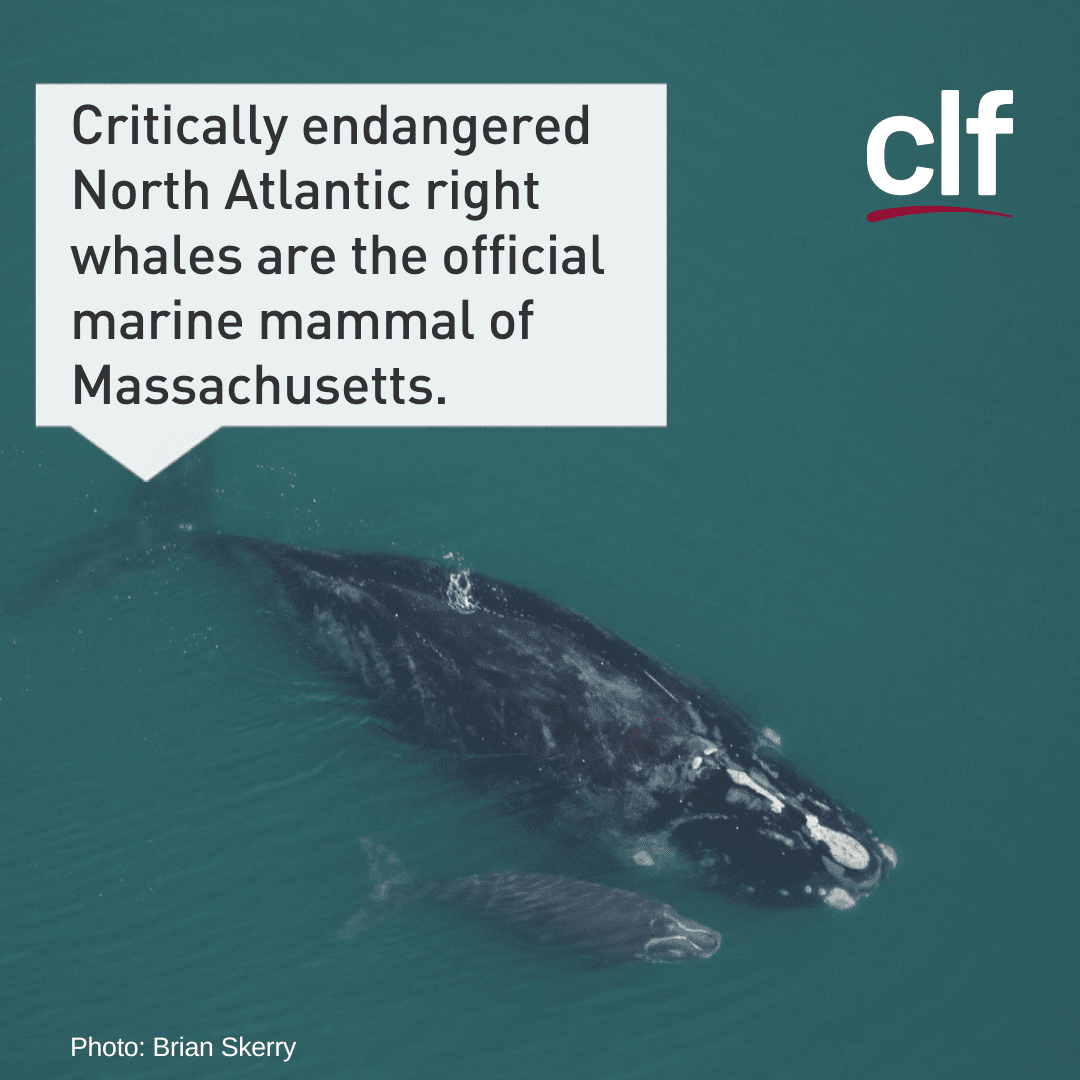 North Atlantic right whales