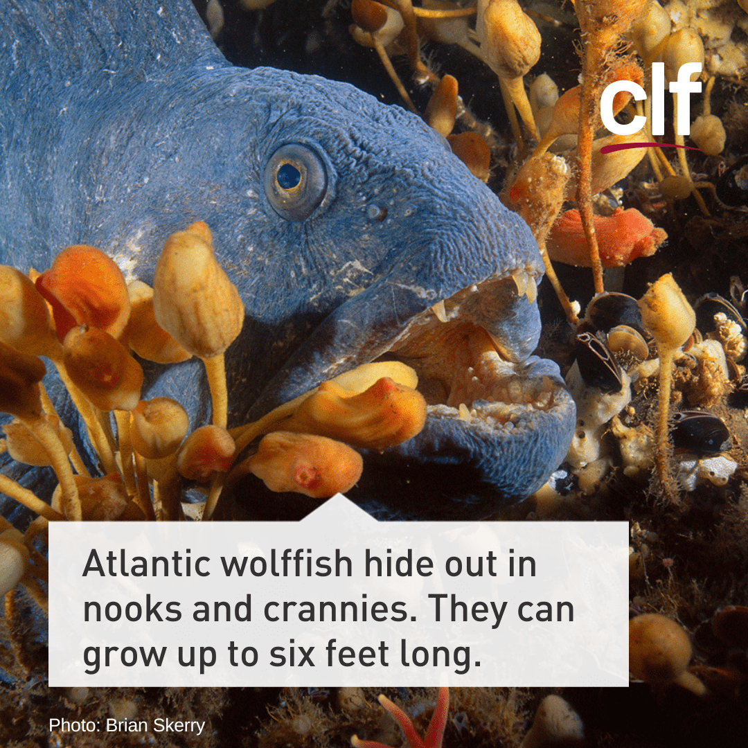 Atlantic wolffish