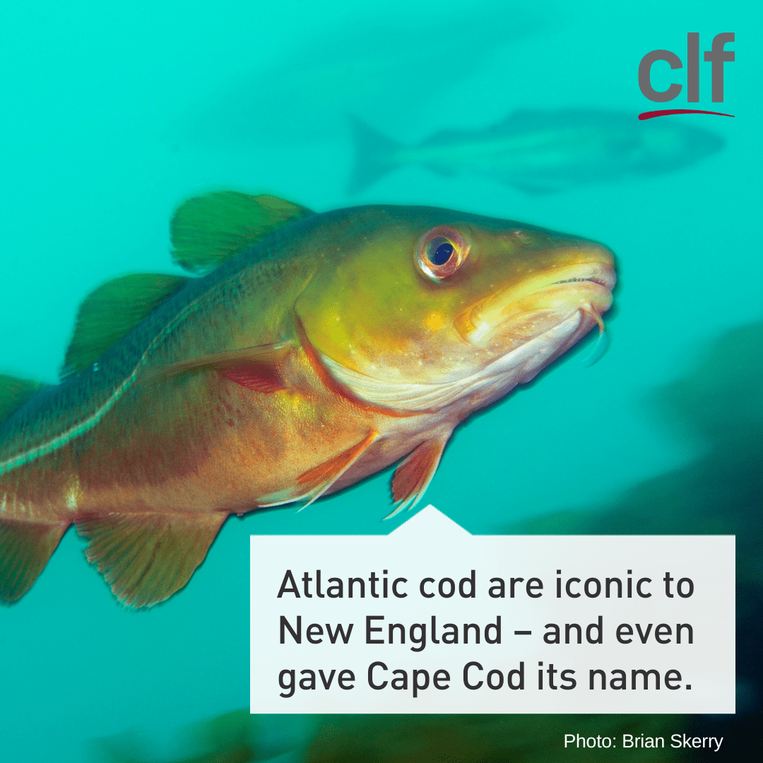 Atlantic cod