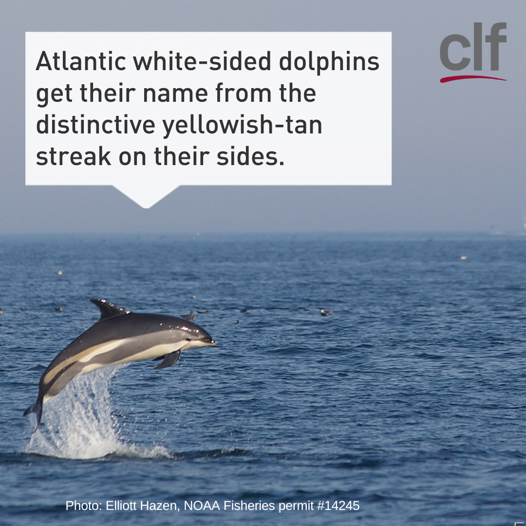 Atlantic white-sided dolphins