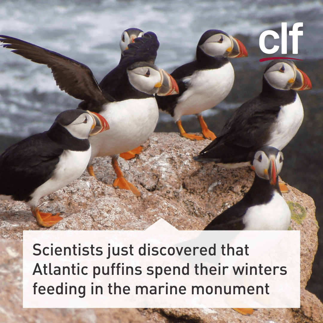 Atlantic Puffins