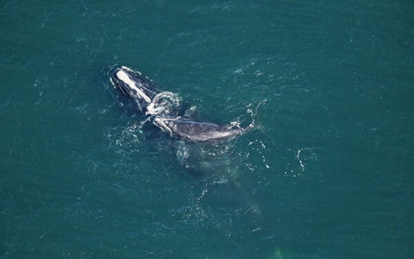 ‘Infinity’ and calf were sighted 16.5 nautical miles off Amelia Island, FL on January 17, 2021. Catalog #3230 is 19 years old and this is her 1st calf.