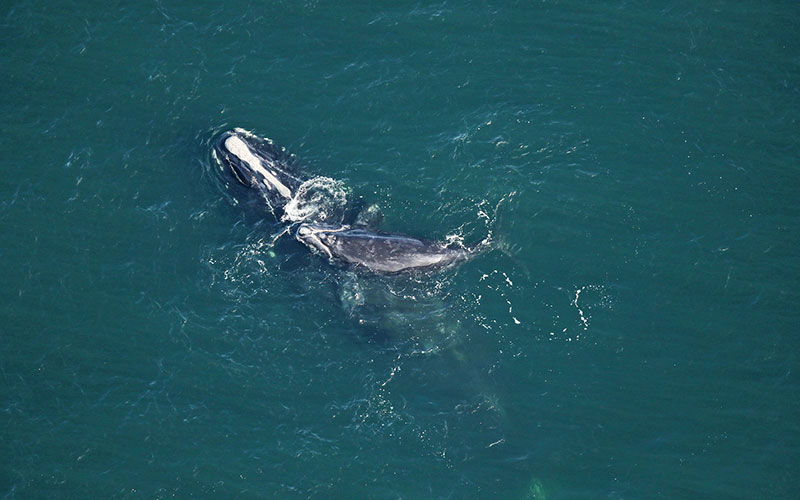 ‘Infinity’ and calf were sighted 16.5 nautical miles off Amelia Island, FL on January 17, 2021. Catalog #3230 is 19 years old and this is her 1st calf.