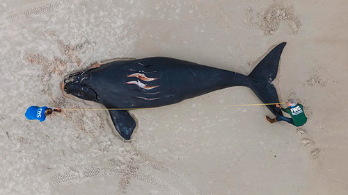 A right whale calf killed by a recreational boat.